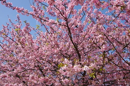 三浦海岸の河津桜