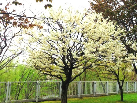 2013開花13.jpg