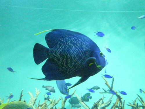 葛西臨海水族園