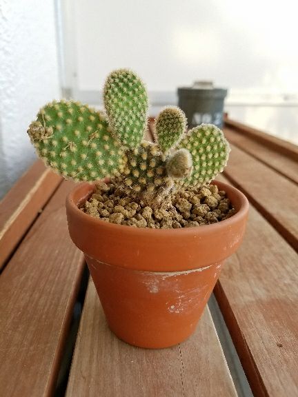 植え込んだヤツらを眺めるぞ！ | デルオの多肉日記 - 楽天ブログ