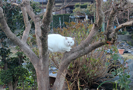我が家のニャンコ♪2014/12/12-2
