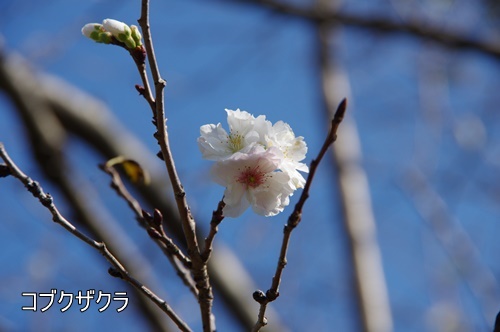 浜離宮恩賜庭園にて