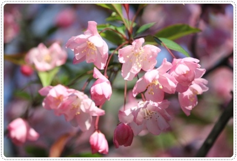 樹木公園-22 カイドウ 13.4.28