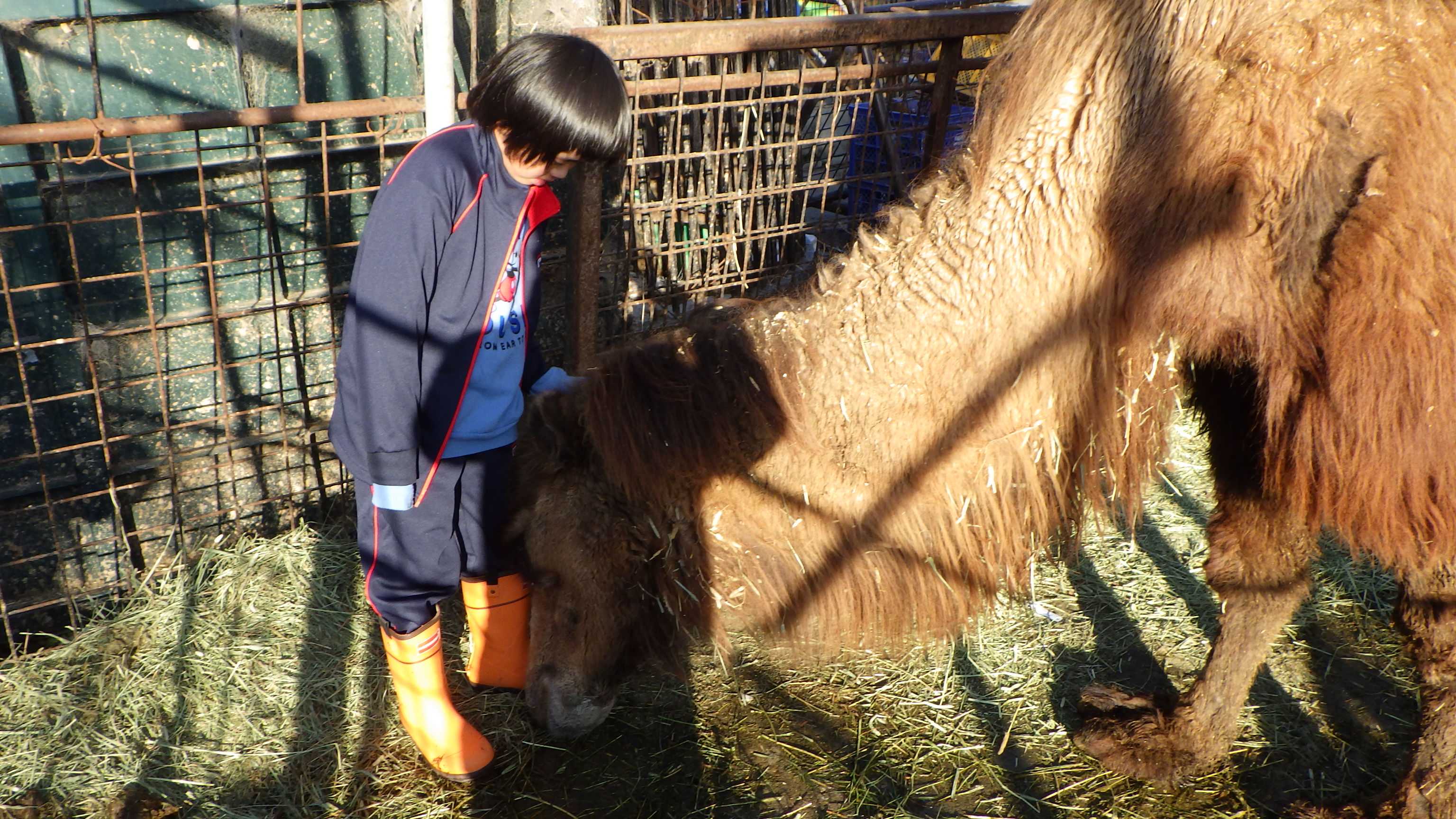 ラクダと初対面の彼 わんにゃんかんぱにぃ 楽天ブログ