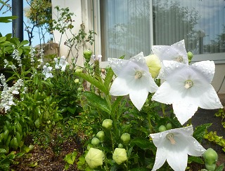 P1070312-ass.jpg
