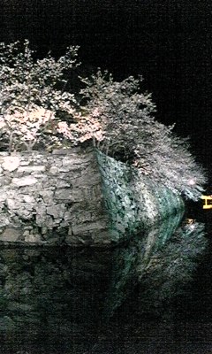 夜桜