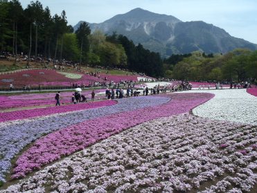 芝桜３