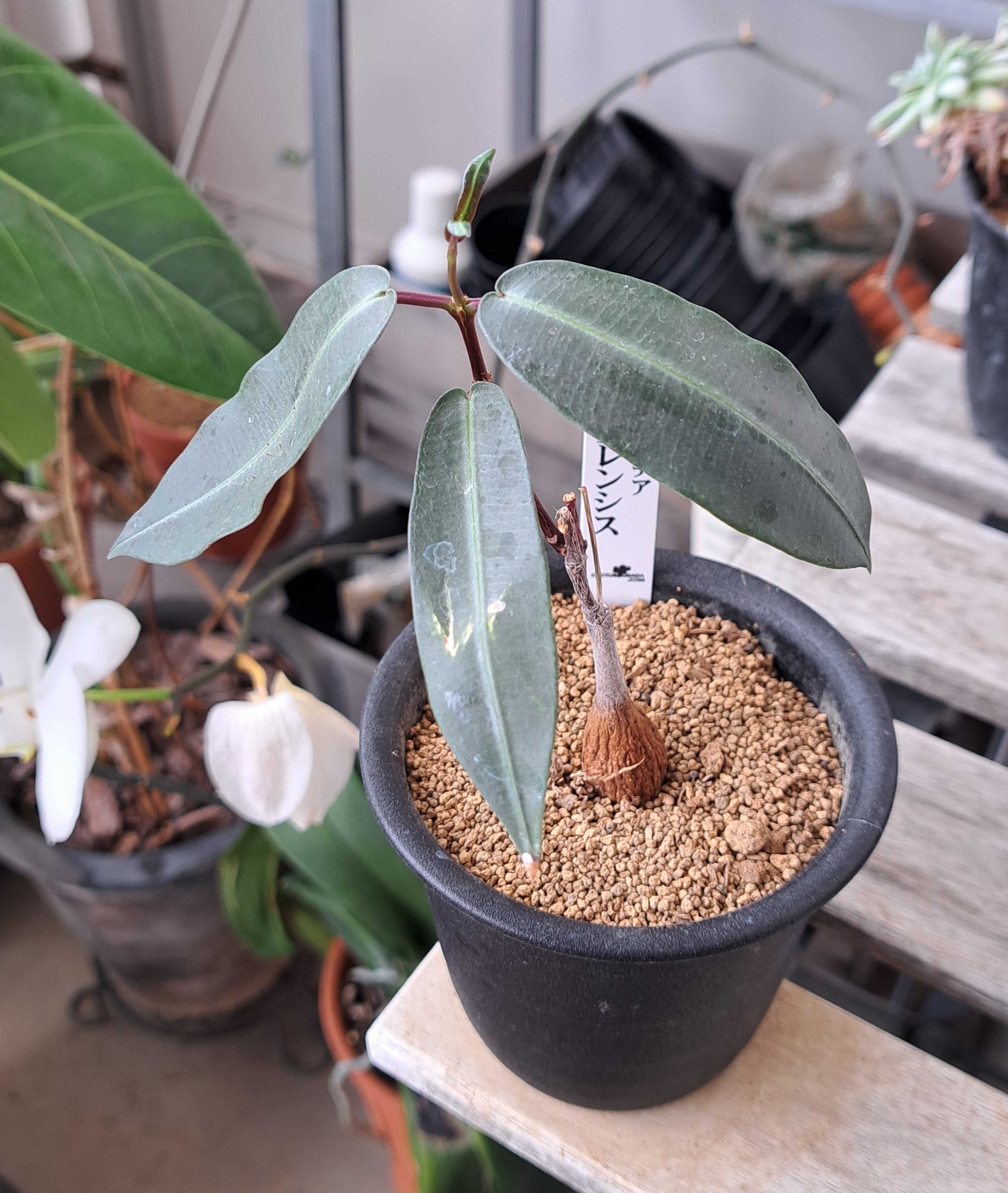 ペトペンチア・ナタレンシスを買ったぞ! デルオの多肉日記 楽天ブログ