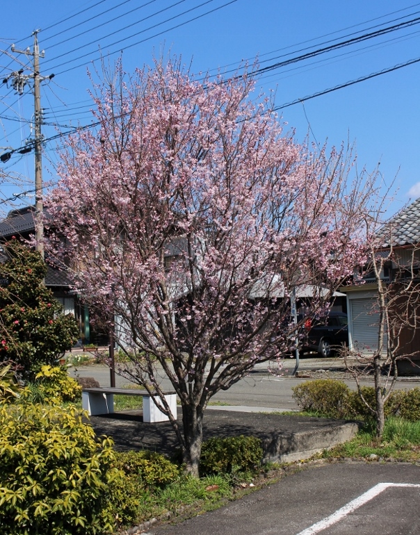 彼岸桜１.jpg