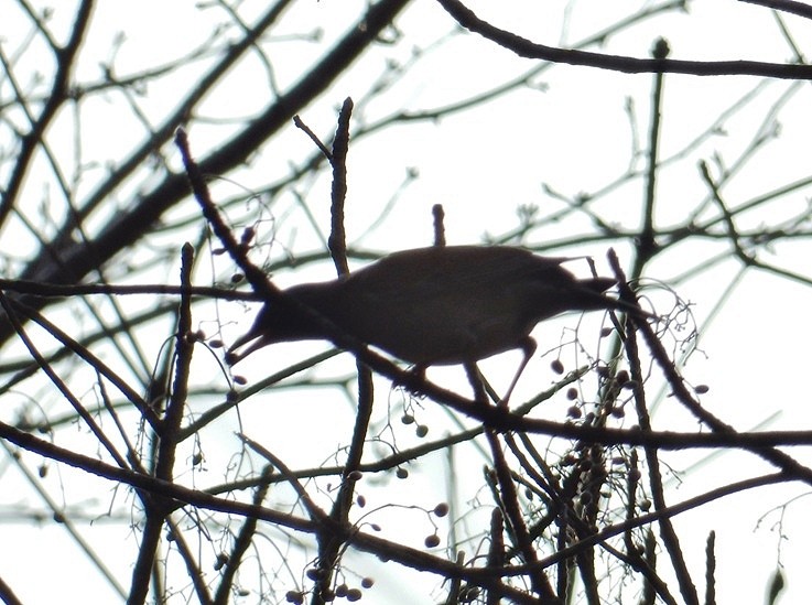 アオゲラ 2.JPG