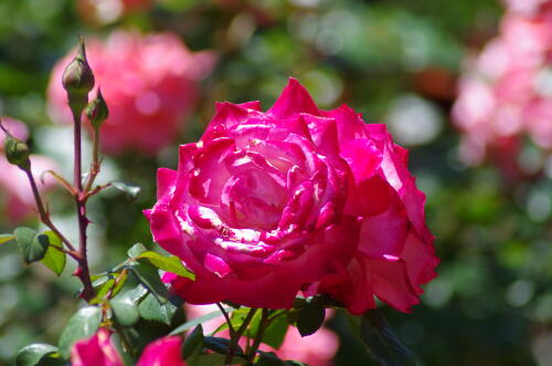 谷津バラ園のバラの花