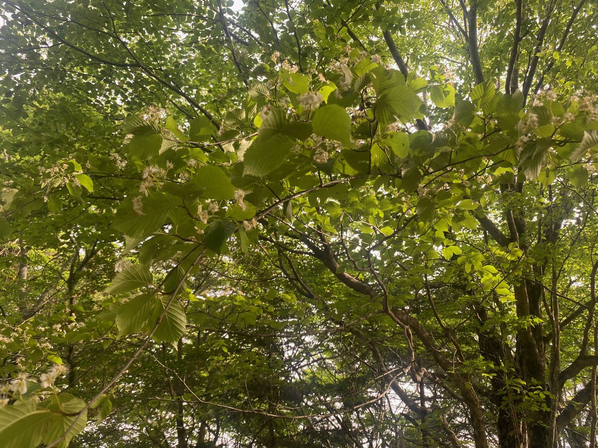 三ツ峠（1785m・日本二百名山、日本三百名山、都留市二十一秀峰）（2）花の楽園 | 醍醐山と下部（しもべ）温泉 - 楽天ブログ