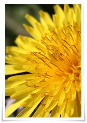 犀川-6 タンポポ 14.4.1