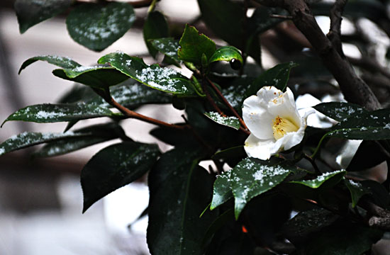 雪１