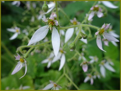 令和２年６月29日 鴨足草リズミカルにも縺れあい 花の歳時記 天南星の魅力 山野草 楽天ブログ