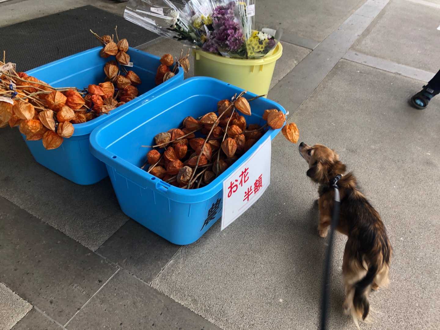 道の駅みえに行って シャインマスカットソフトを食べてきたよ 大好きおおいた マイクロツーリズムのすすめ 楽天ブログ