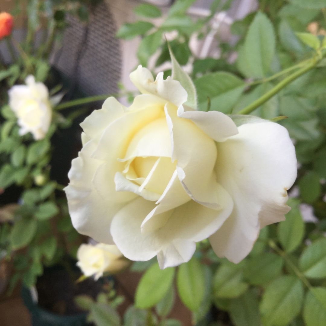 地植えつるバラ５品種 ばらと猫とフラメンコ 楽天ブログ