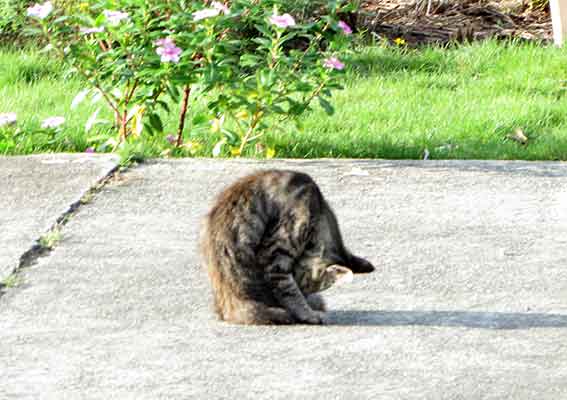 我が家のニャンコ♪2015/9/15-2