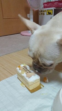 ケーキむしゃ５.jpg
