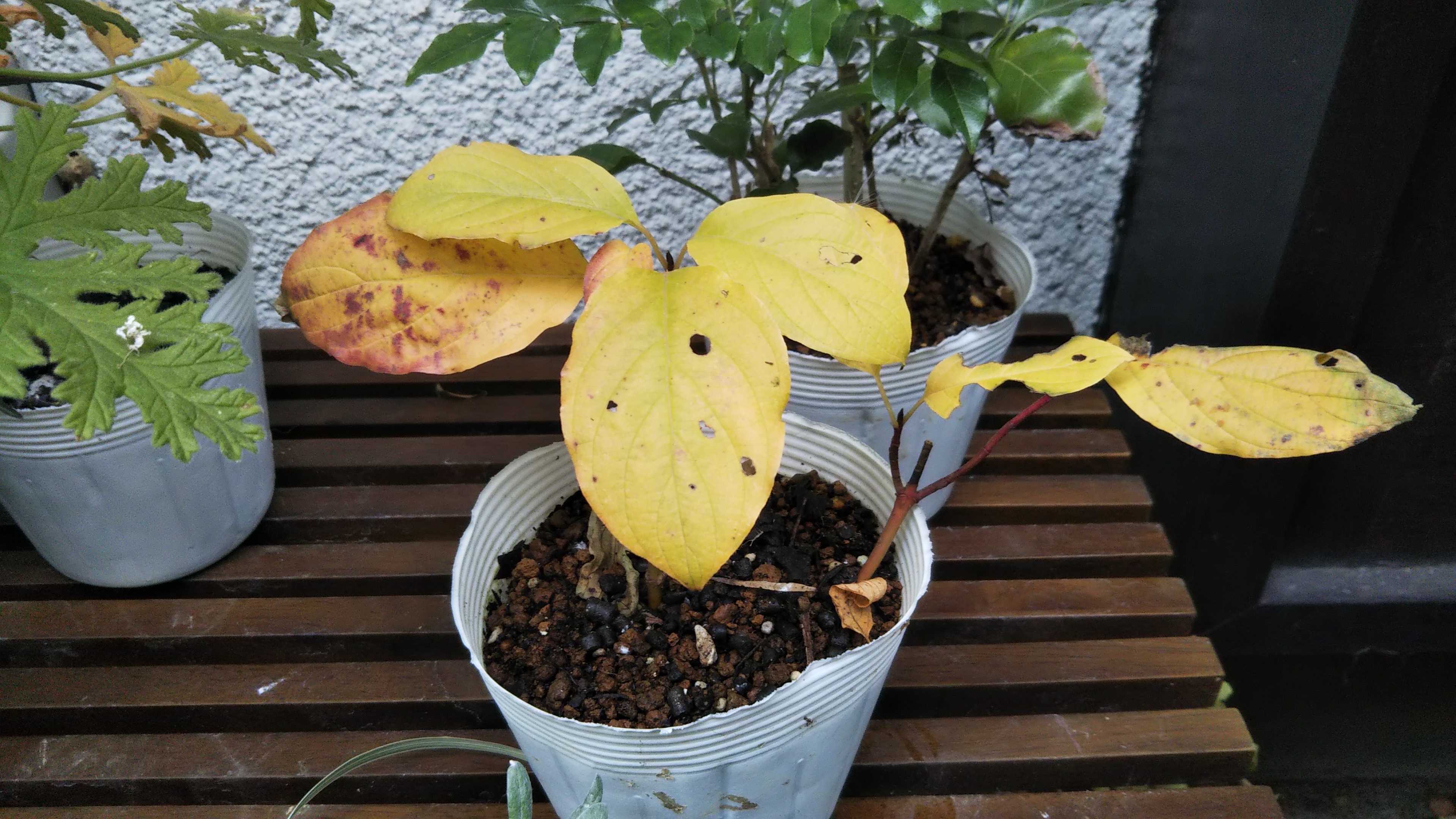 病院ついでにホーマック 庭の落葉 ジャノメエリカ シェードガーデンと猫 楽天ブログ 病院ついでにホーマック 庭の落葉 ジャノメエリカ シェードガーデンと猫 楽天ブログ