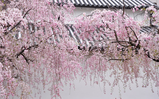 桜２