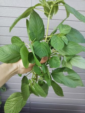 モロヘイヤ ほっこり家庭菜園 楽天ブログ