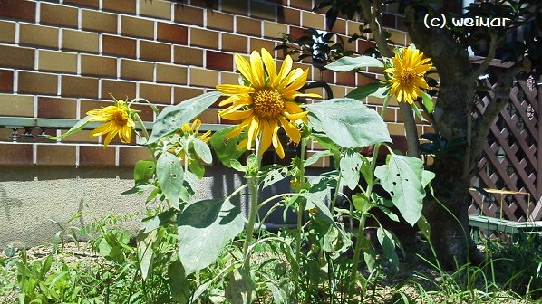 P1000375.JPG