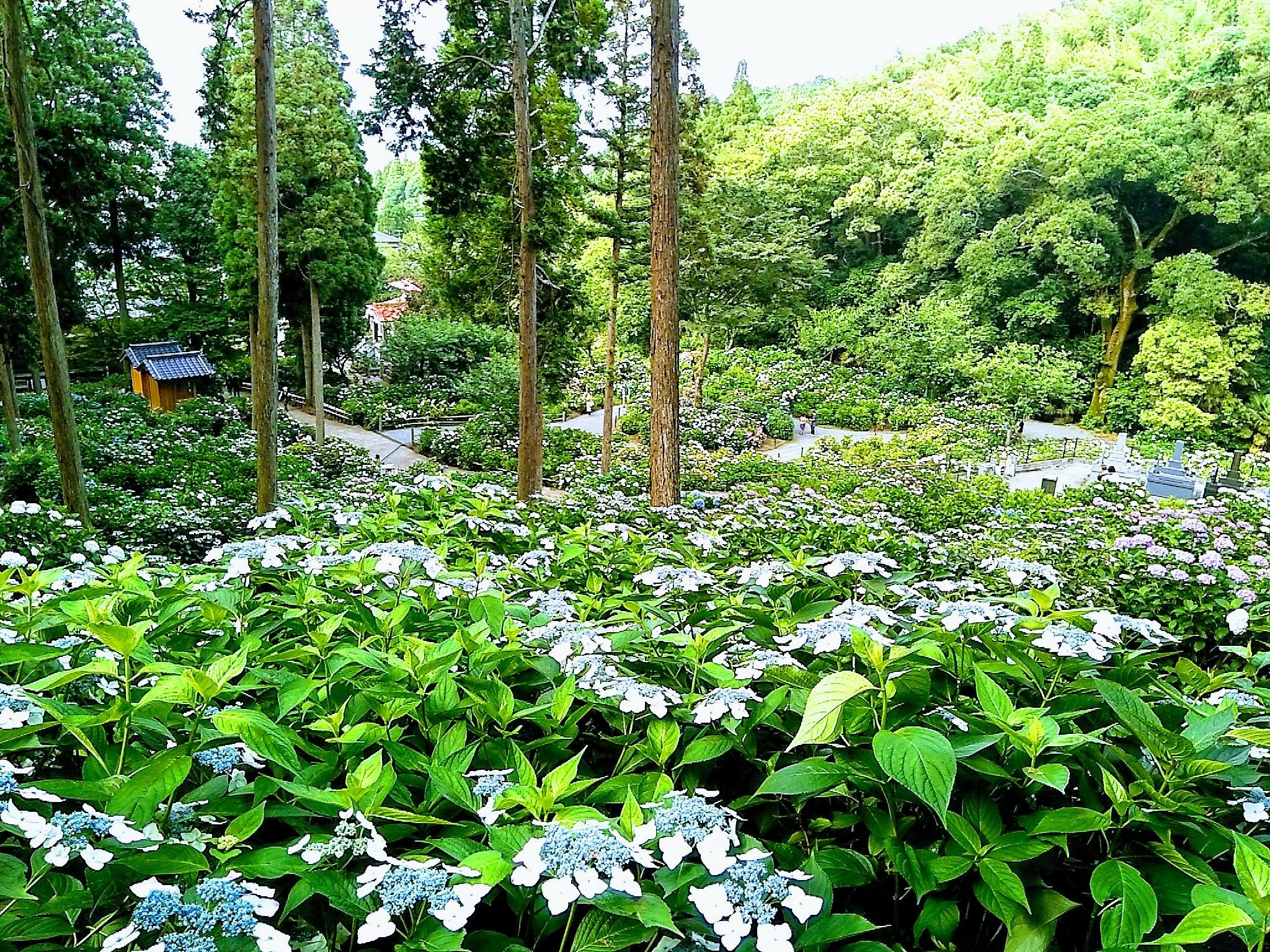 久留米 千光寺 紫陽花 あじさい 祭 天使と悪魔の蜜の味 楽天ブログ