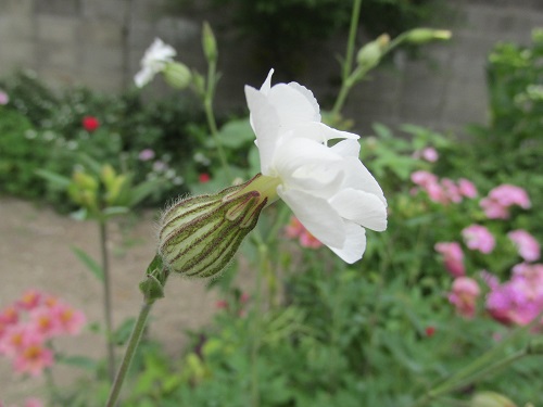 花の名調査中