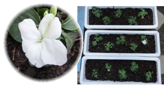 実生インパチェンスの植え込み