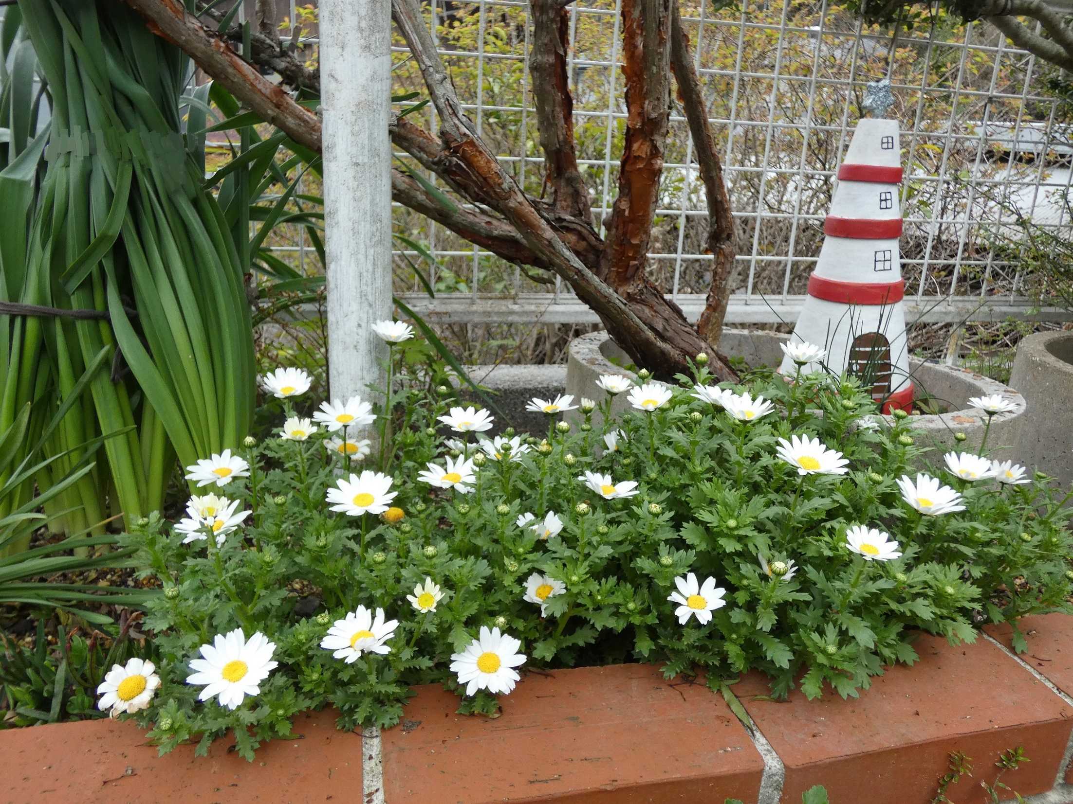 アヒル花壇 アプローチ花壇 アリス花壇は花盛り すぷーん ガーデン 楽天ブログ アヒル花壇 アプローチ花壇 アリス花壇は花盛り すぷーん ガーデン 楽天ブログ