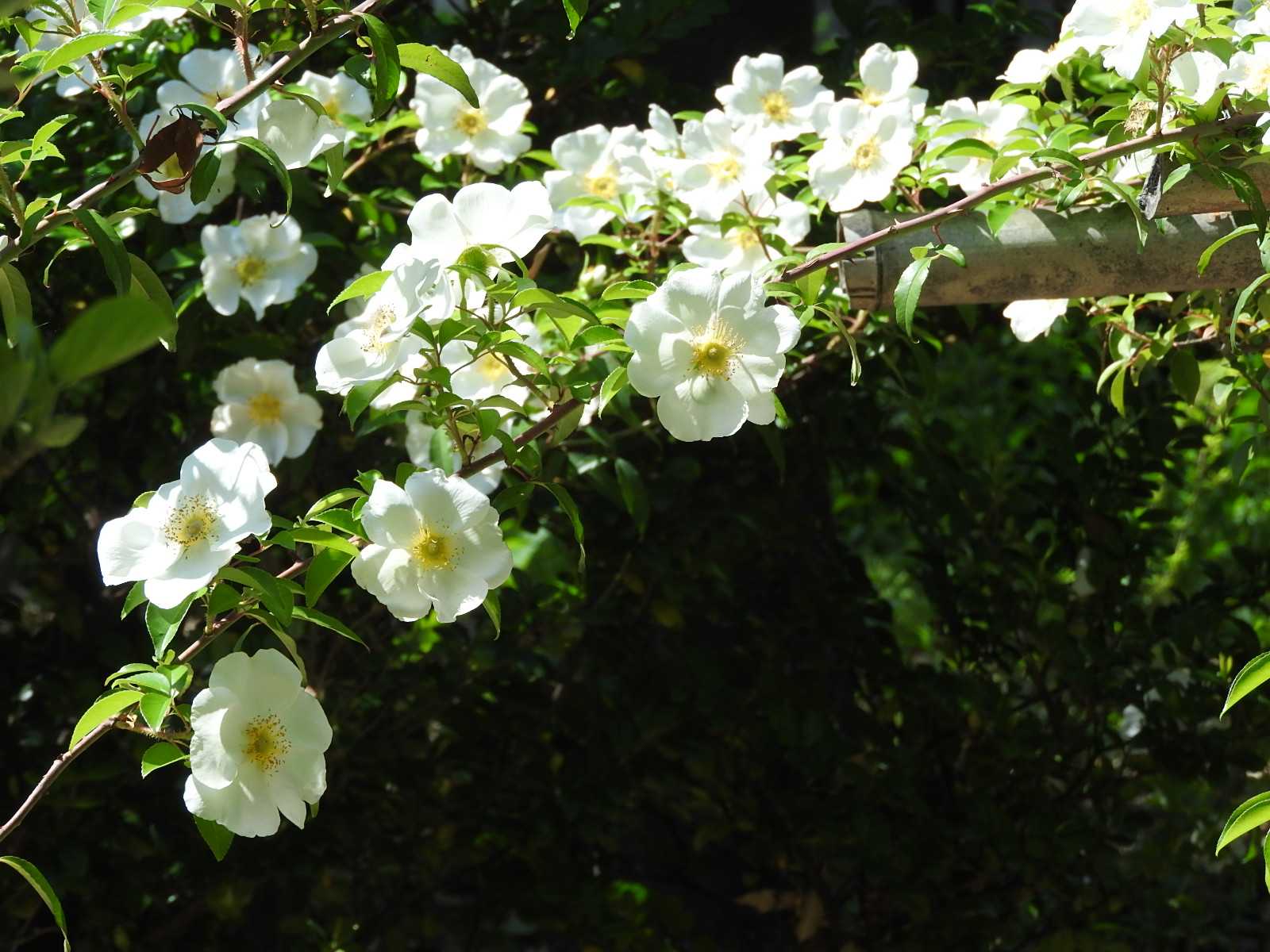 ナニワイバラ バラに似た花 白い花 ツル性の花 無料写真 Bevepop フリー 写真素材 楽天ブログ
