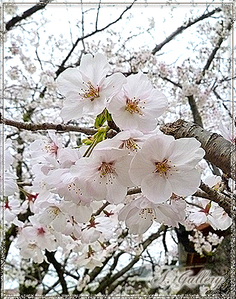 sakura.jpg