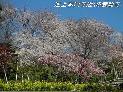 池上本門寺とその周辺の桜