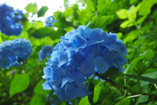 IMGP0407.jpg