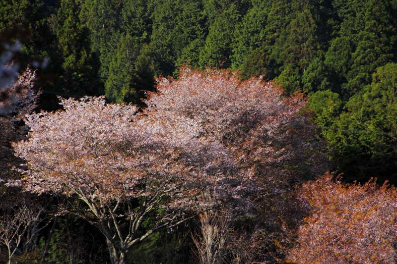 吉野山１千本桜_1.jpg