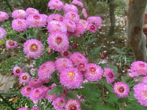 キャットテールの冬越し準備 また小菊 一歩前へ 静かな時が流れる 風の庭 楽天ブログ