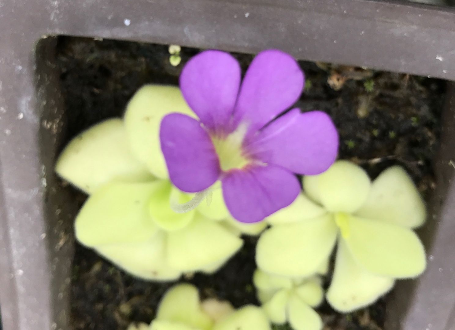 ムシトリスミレ ドラキュラママ4141のブログ 楽天ブログ