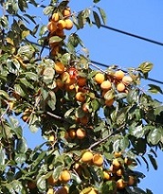 IMG_5095-4.jpg