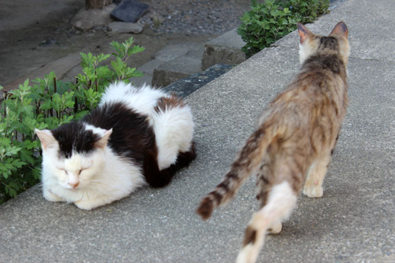 我が家のニャンコ♪2014/04/27-3