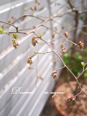 2016.3.31　ブルーベリー.JPG