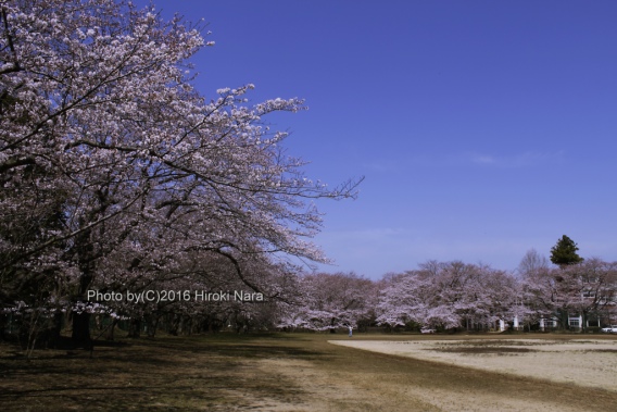 光景　sight0471 桜　サクラ　cherry blossom