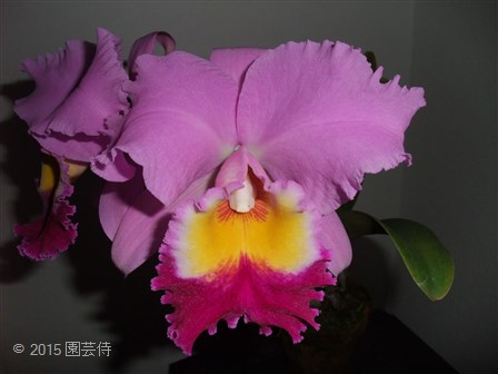 C. Gloriette 'Superba' FCC/RHS 20150706-2