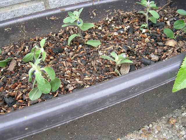 アメブル挿し芽