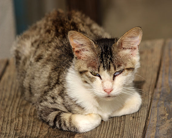 我が家のニャンコ♪2014/06/17-3