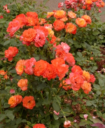 RIMG0297.JPG