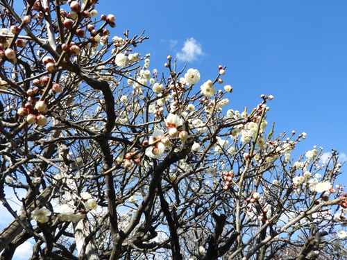 池上梅園にて