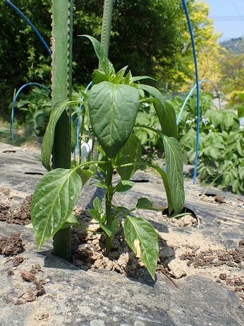 長ネギ苗の植え付け 葉山野菜栽培記 5月中旬 暇人主婦の家庭菜園 楽天ブログ