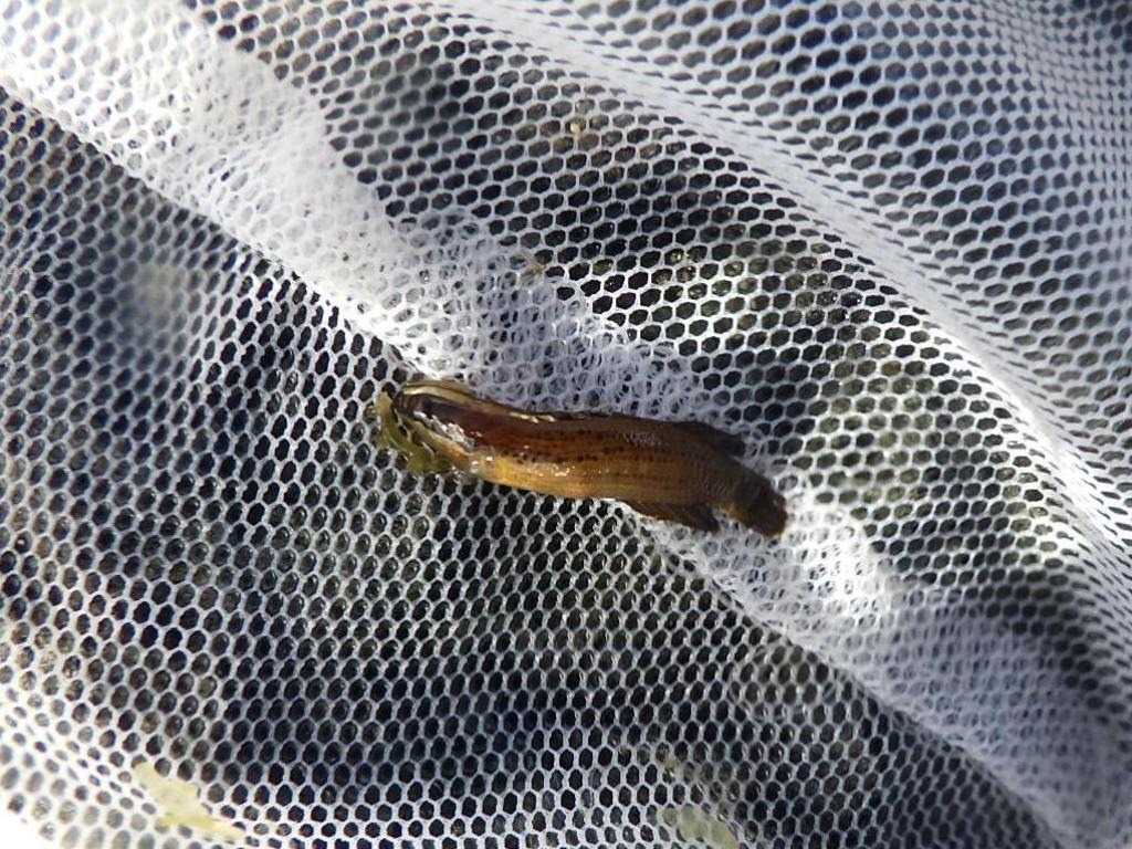 串本磯採集2023年8月上旬46　トゲタナバタウオ（Belonepterygion fasciolatum）