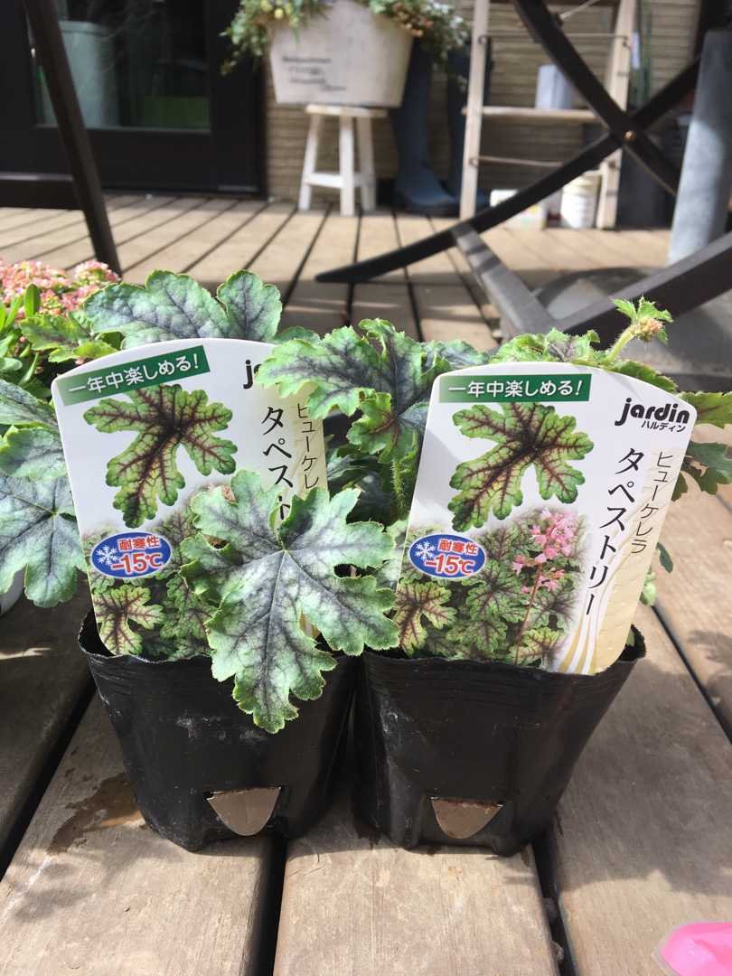 久しぶりの花苗と寄せ植えリメイク Jupiterのシェードガーデン 楽天ブログ